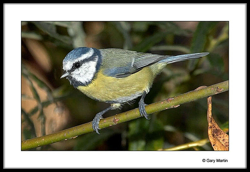 Mésange bleue