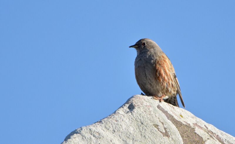 Accenteur alpinadulte internuptial, identification