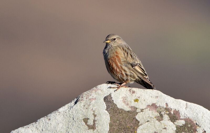 Alpine Accentoradult post breeding, identification