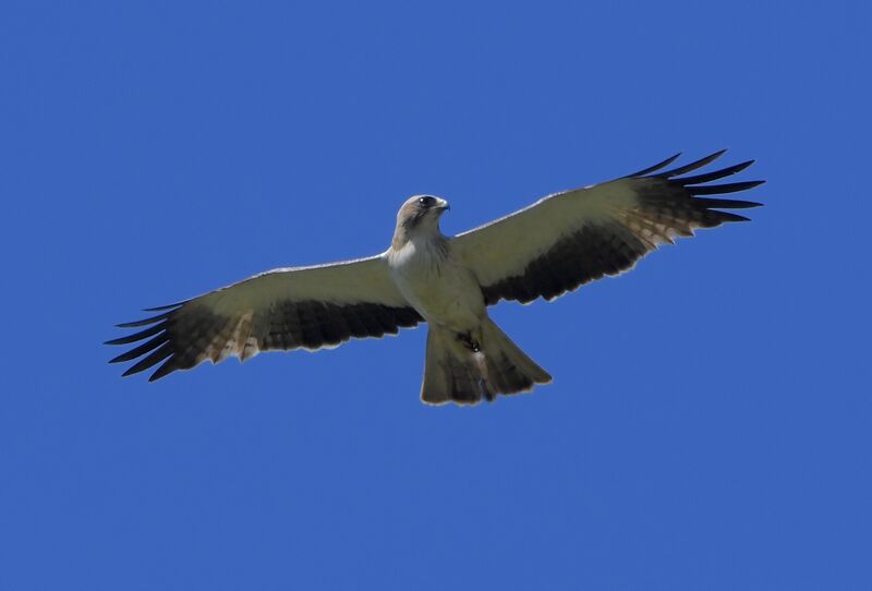 Aigle bottéadulte nuptial, Vol, pêche/chasse