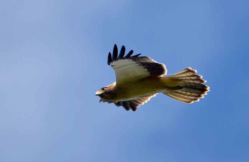 Aigle bottéadulte internuptial, identification, Vol, pêche/chasse