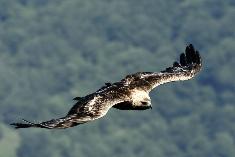 Aigle royaladulte nuptial, pigmentation, Vol, pêche/chasse