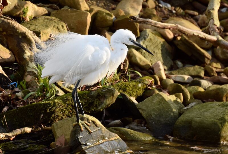 Little Egretadult, identification