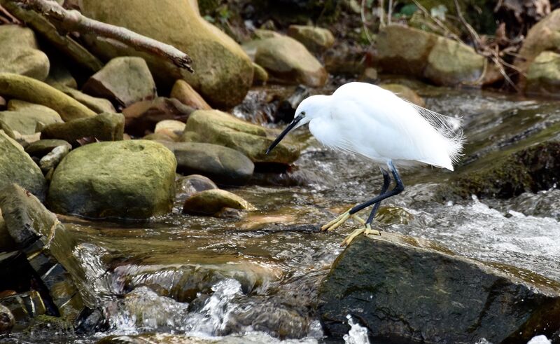 Aigrette garzetteadulte, identification, pêche/chasse