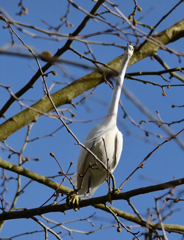 Aigrette garzetteadulte nuptial, identification