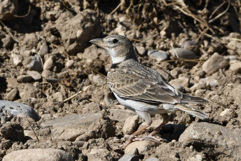 Calandra Larkadult breeding, identification