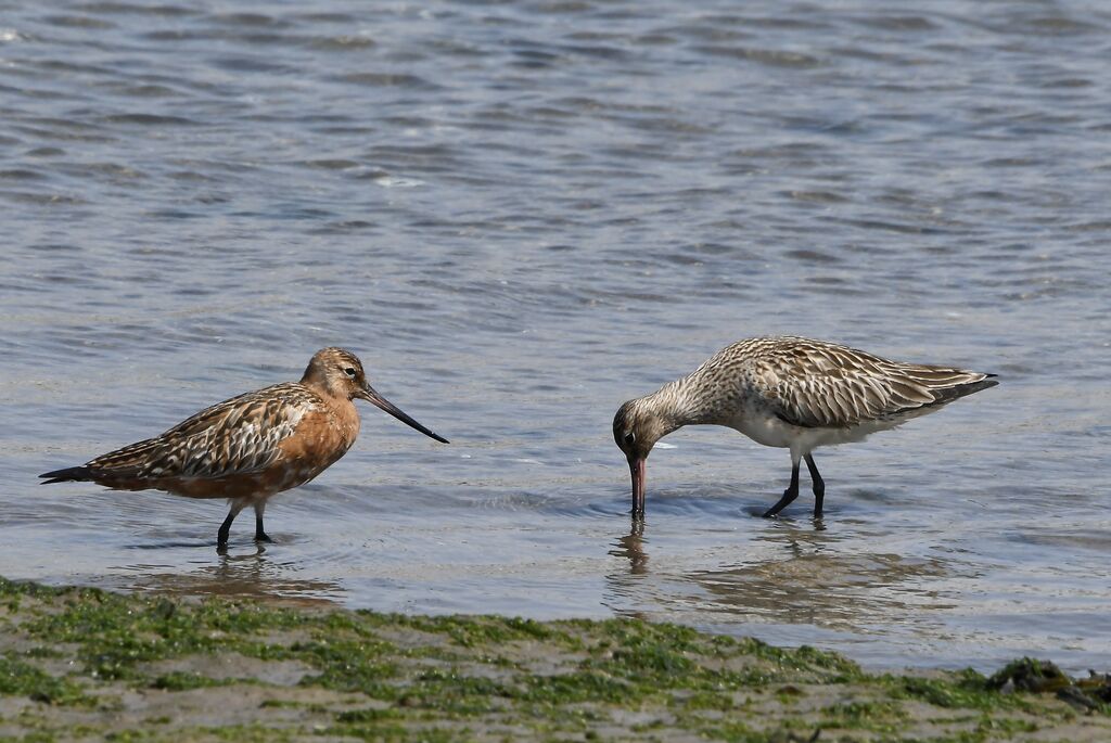 Barge rousse, mue, marche, mange