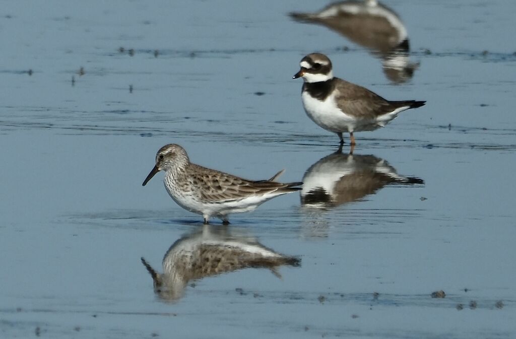 Bécasseau de Bonaparte - Bécasseau à croupion blanc<br />1ère année, identification, marche