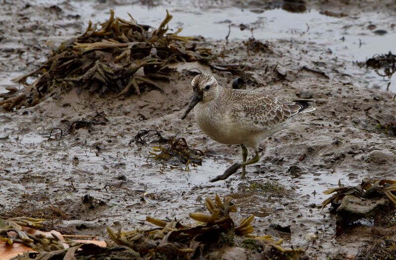 Red Knotjuvenile, identification, walking