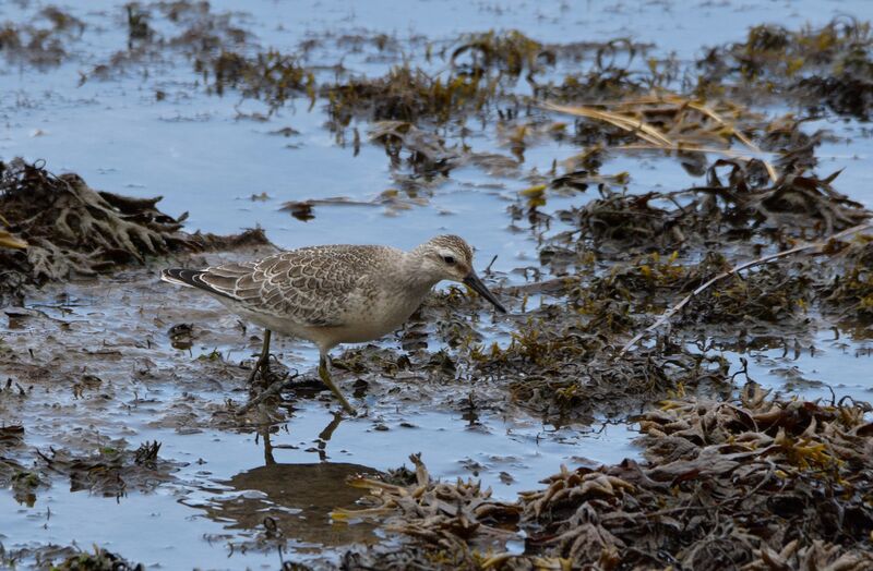 Red Knotjuvenile, identification, walking