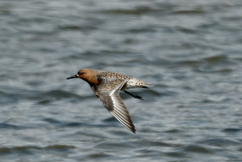 Red Knot