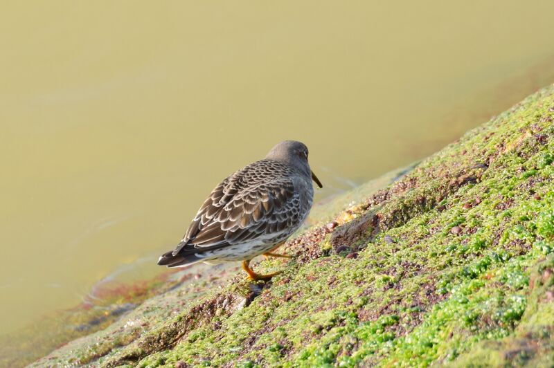 Purple Sandpiperadult post breeding, identification, walking