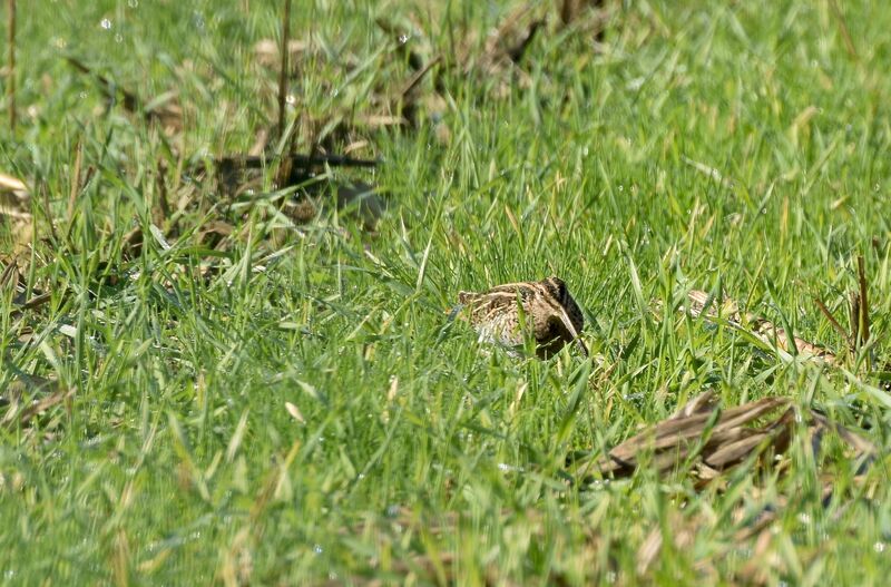 Common Snipeadult