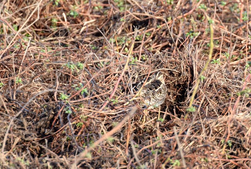 Common Snipeadult post breeding, identification, camouflage