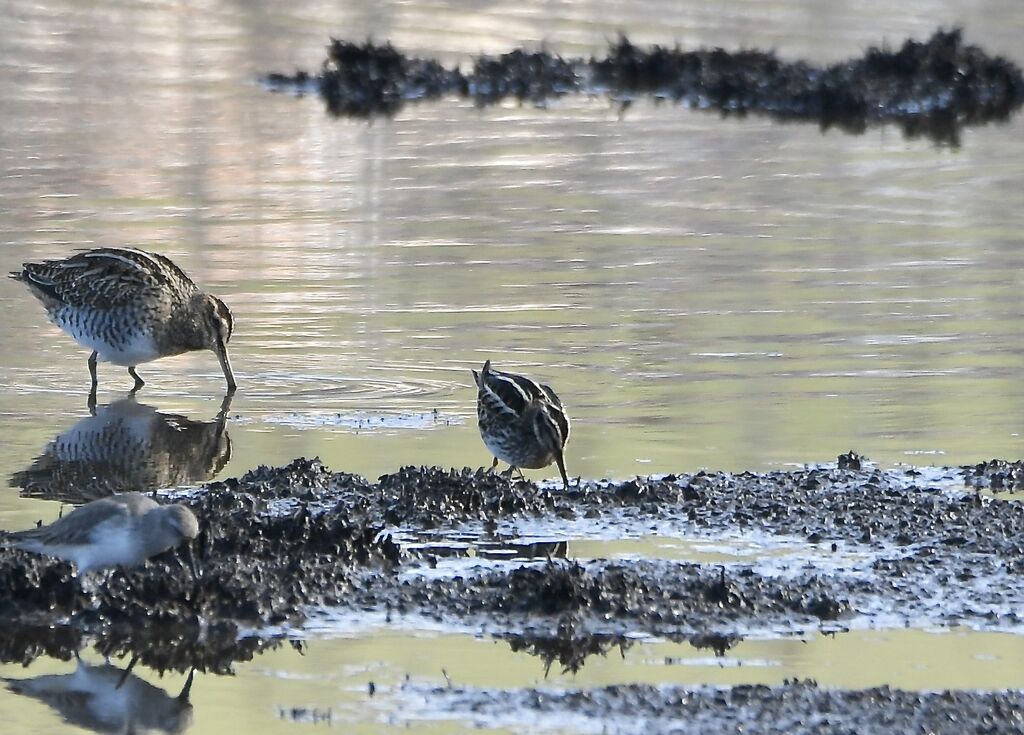 Bécassine sourdeadulte internuptial, identification, marche, mange