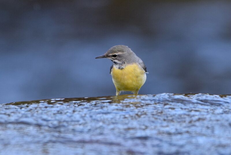 Grey Wagtailadult post breeding, identification, walking