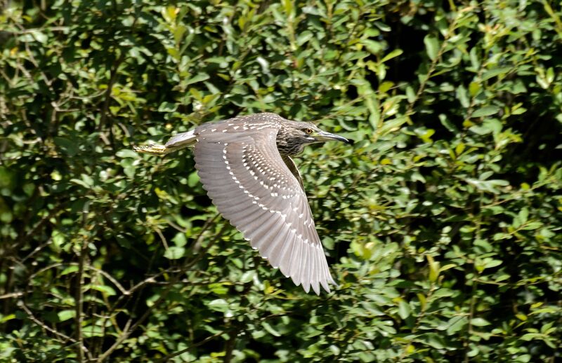 Black-crowned Night Heronimmature, Flight