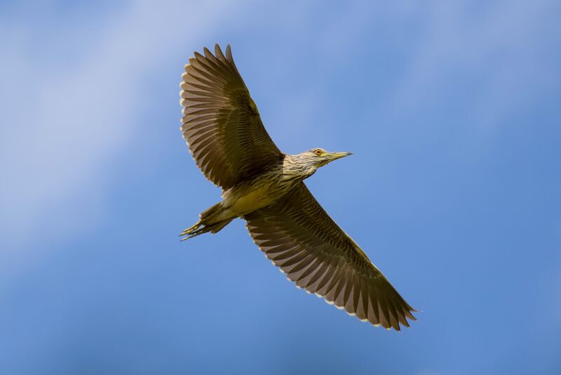 Black-crowned Night Heronjuvenile, Flight