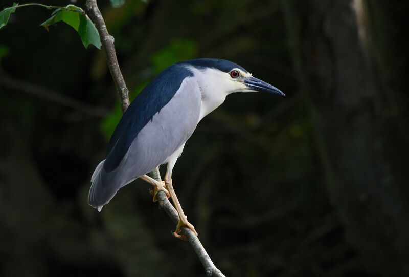 Black-crowned Night Heronadult post breeding, identification