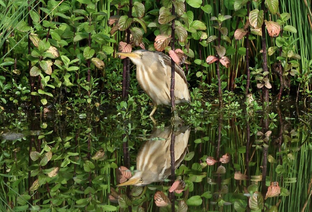 Blongios nain femelle adulte nuptial, habitat, camouflage