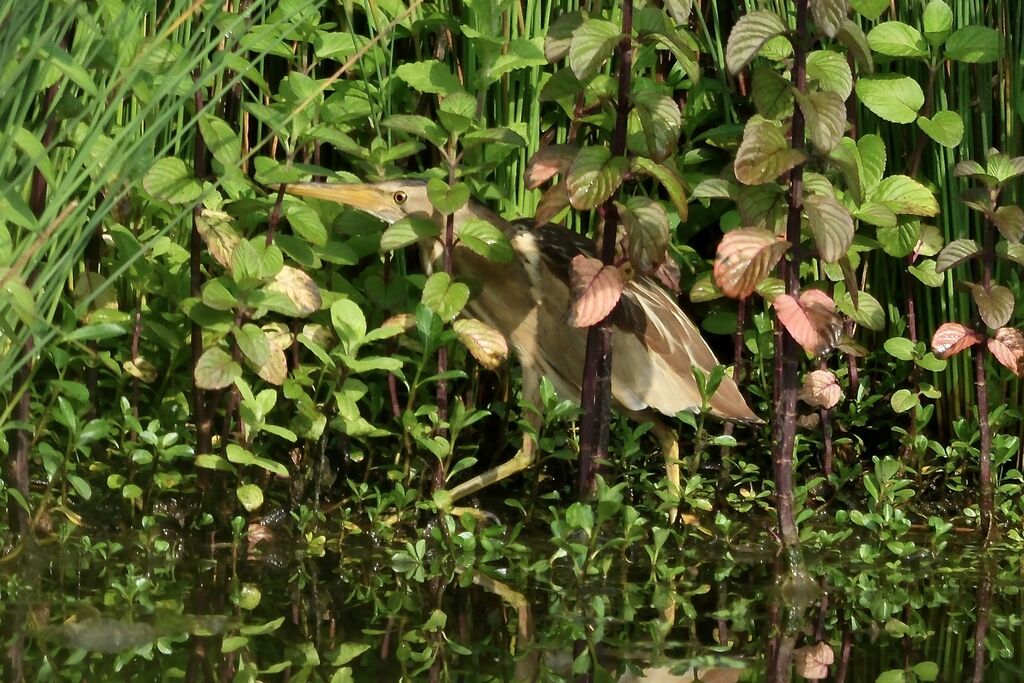 Little Bittern female adult breeding, identification, walking