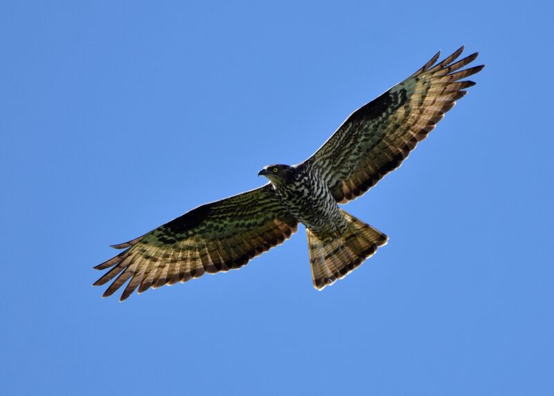 European Honey Buzzard female adult breeding, Flight, courting display