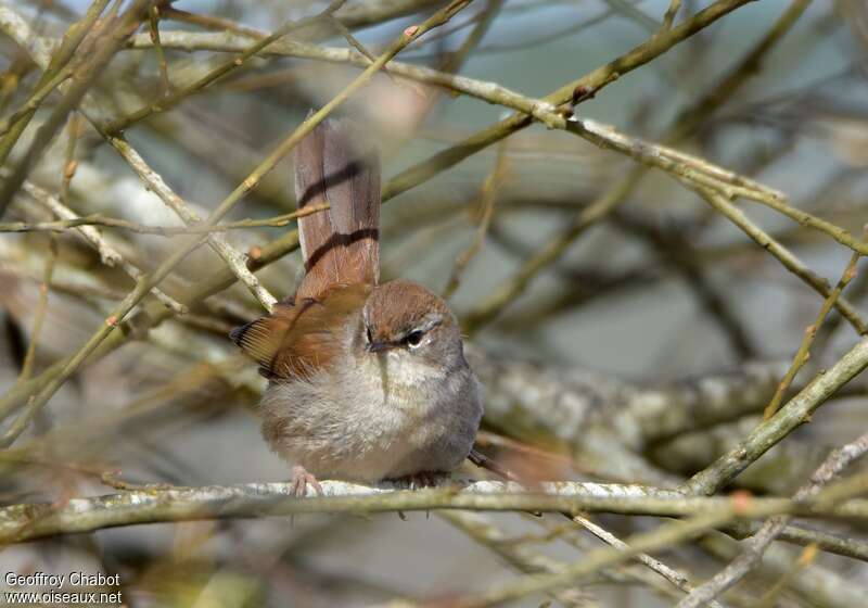 Cetti's Warbleradult breeding, Behaviour