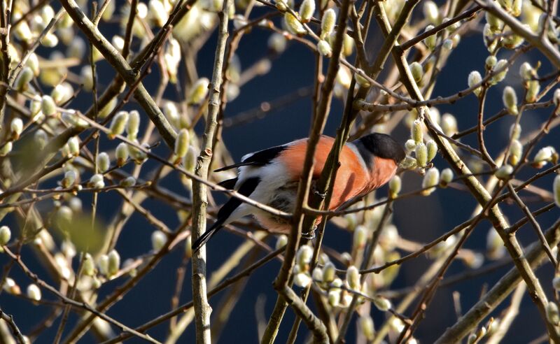 Eurasian Bullfinch male adult post breeding, identification, eats