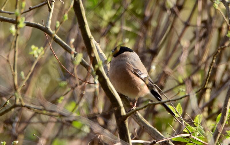 Eurasian Bullfinch female adult post breeding, identification