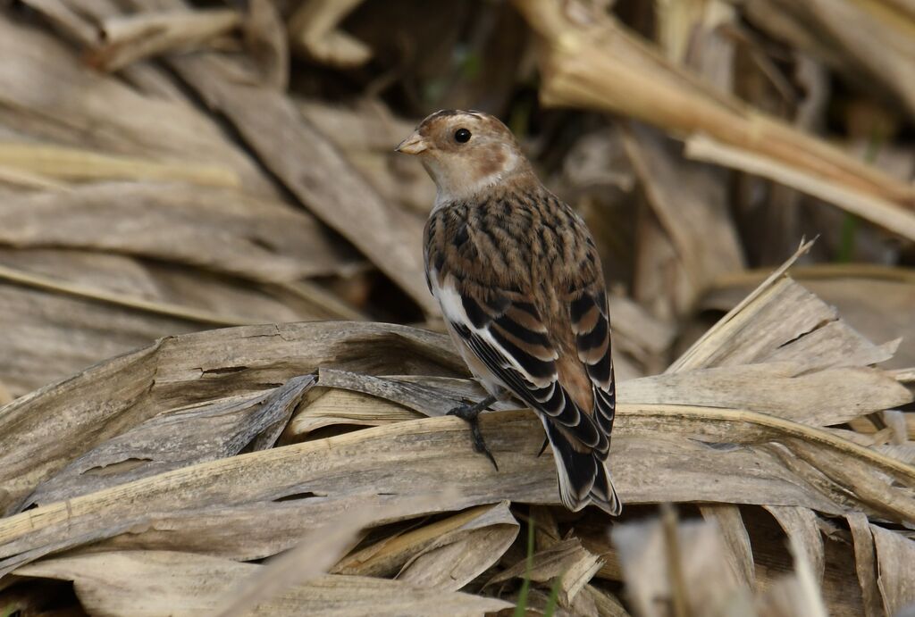 Bruant des neiges - Plectrophane des neiges<br /> femelle adulte internuptial