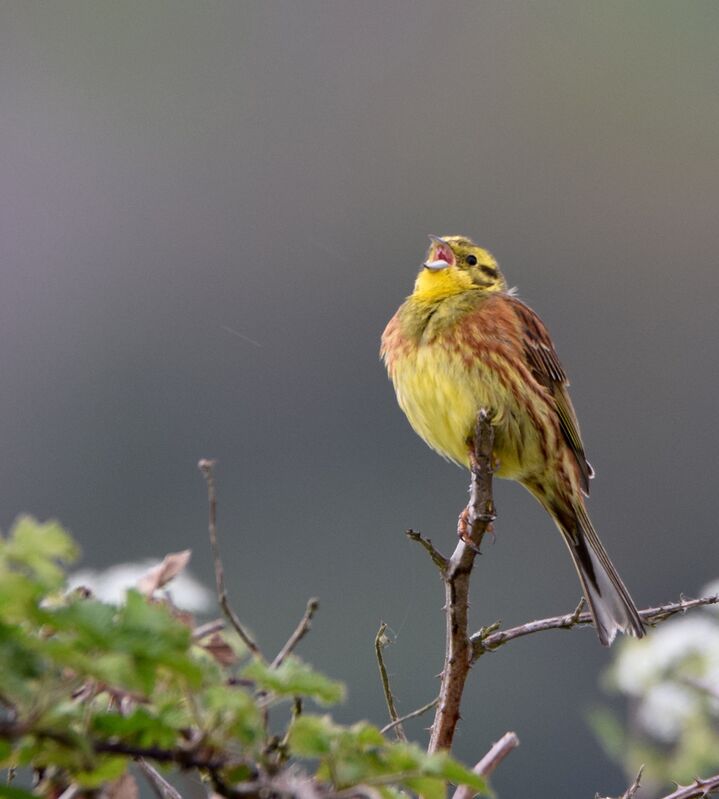 Bruant jaune mâle adulte nuptial, identification, chant