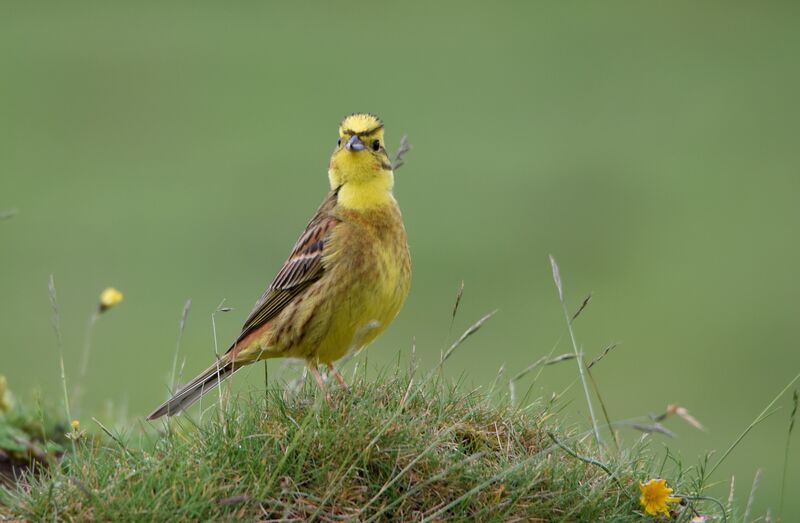 Bruant jaune mâle adulte nuptial, identification