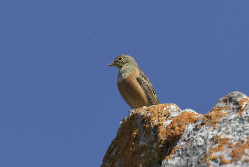 Bruant ortolan mâle adulte nuptial, identification