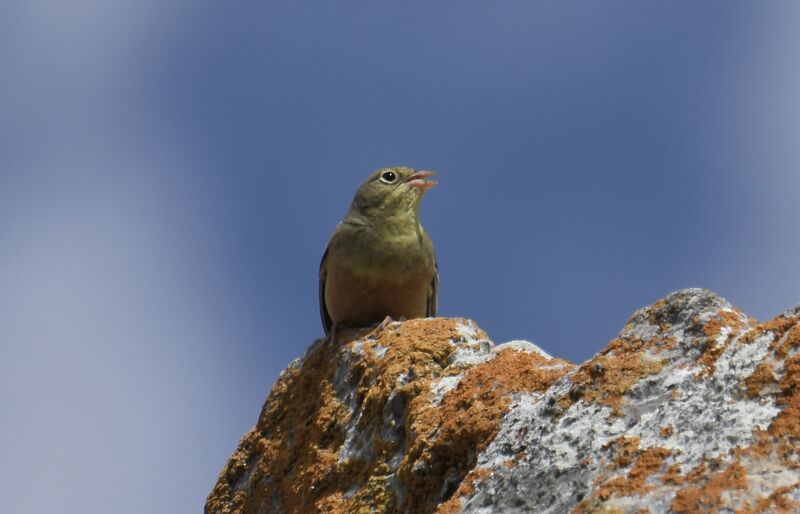 Bruant ortolanadulte nuptial, identification, chant