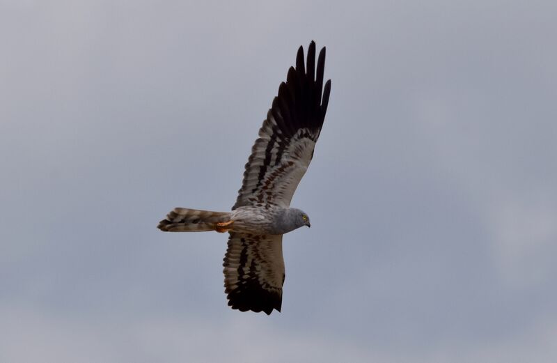 Montagu's Harrier male adult breeding, Flight