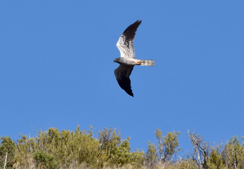 Montagu's Harrier male adult breeding, Flight, fishing/hunting