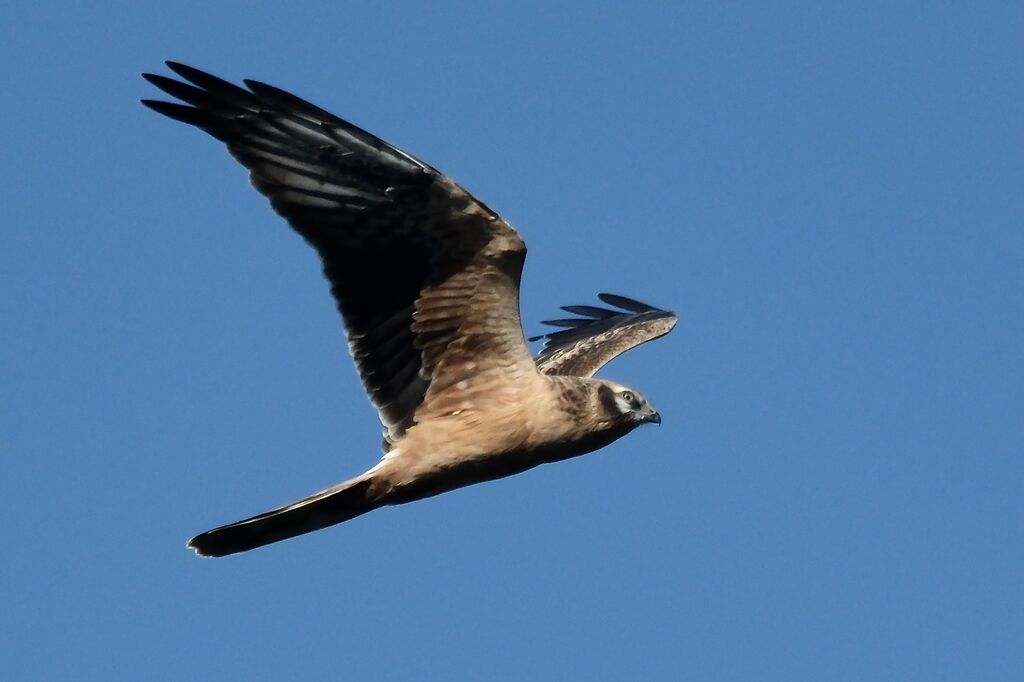 Busard cendré1ère année, Vol