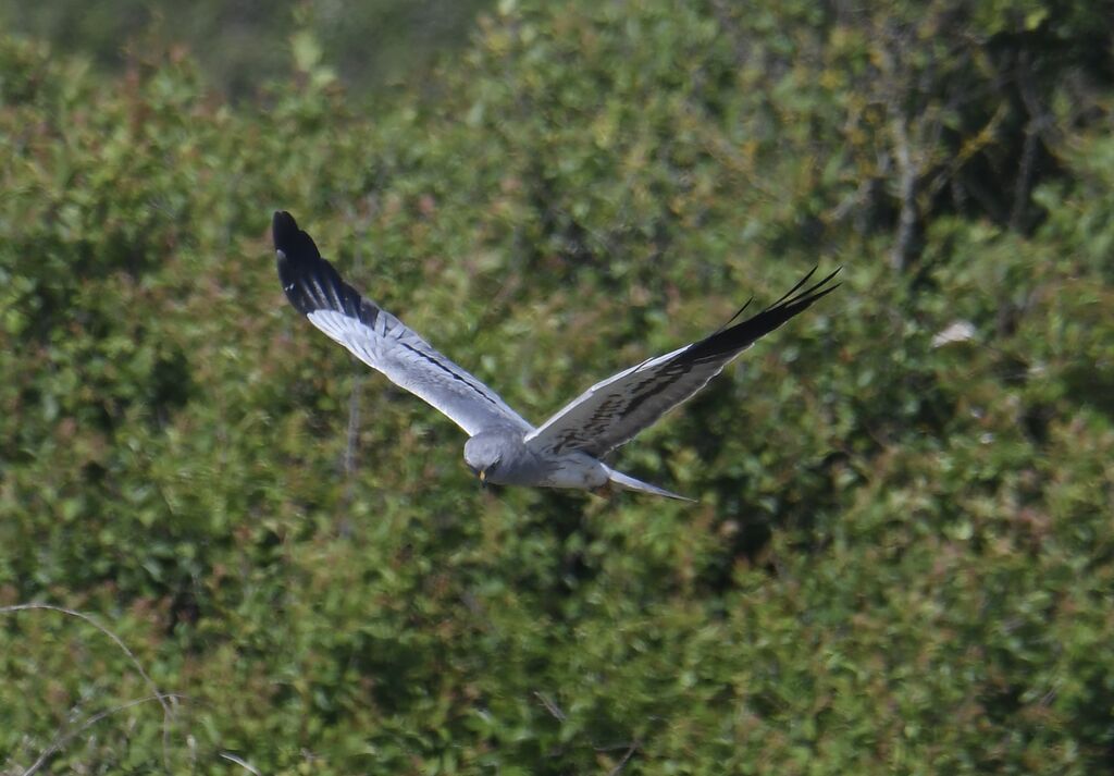 Busard cendré mâle adulte nuptial, Vol