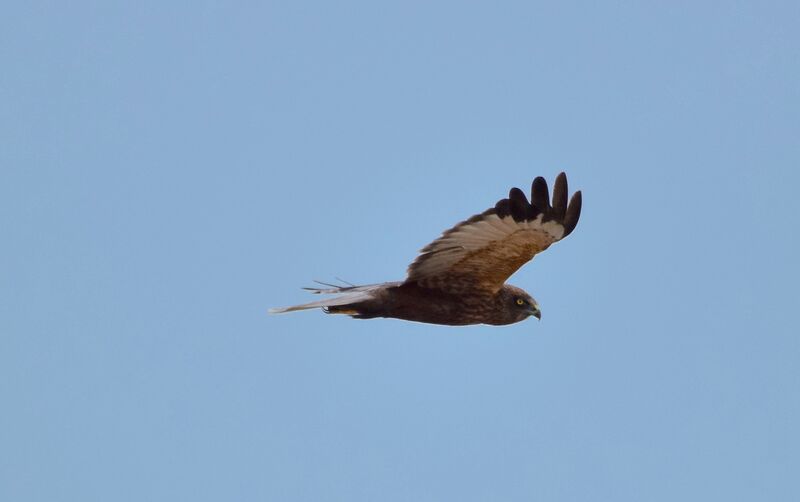 Western Marsh Harrier male adult post breeding, Flight