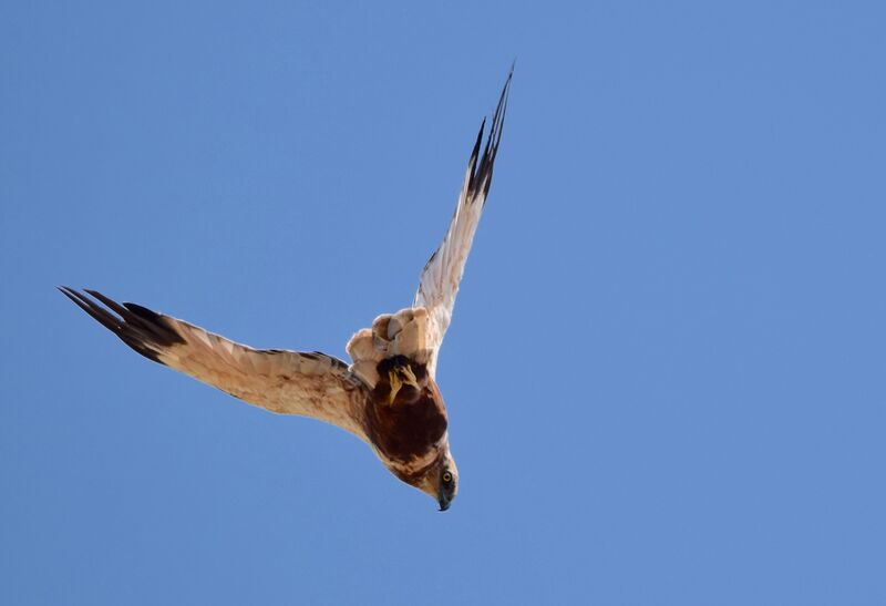 Western Marsh Harrier male adult breeding, Flight, fishing/hunting