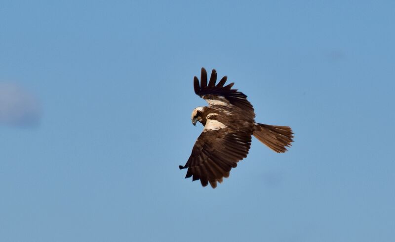 Western Marsh Harrier female adult, Flight