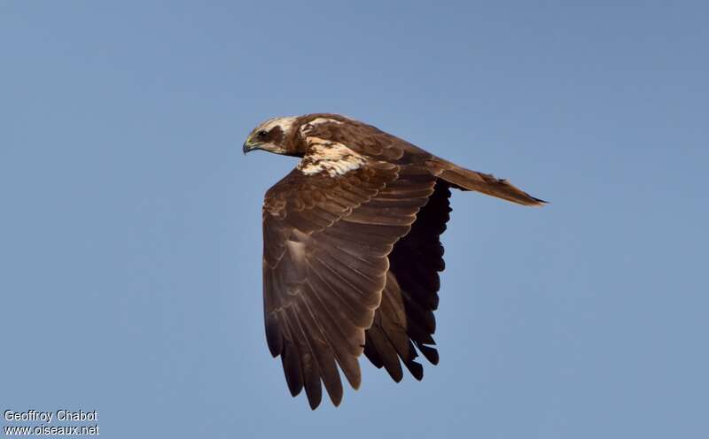 Western Marsh Harrier female adult breeding, pigmentation, Flight