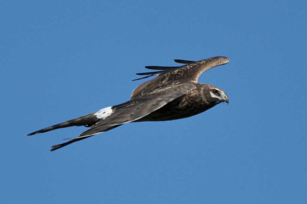 Busard pâle femelle adulte internuptial, Vol