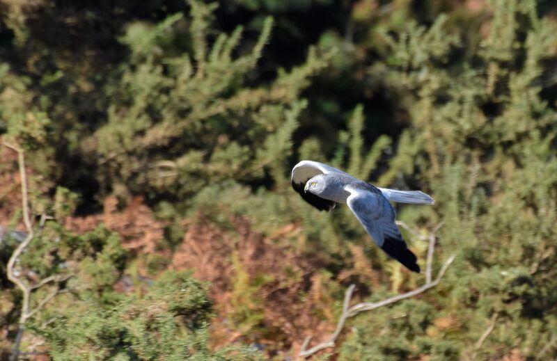 Hen Harrier male adult, Flight