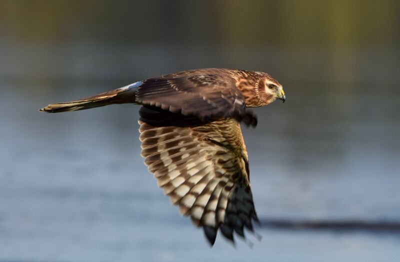 Hen HarrierFirst year, Flight