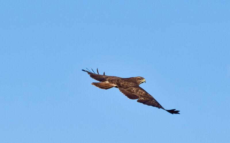 Common Buzzard