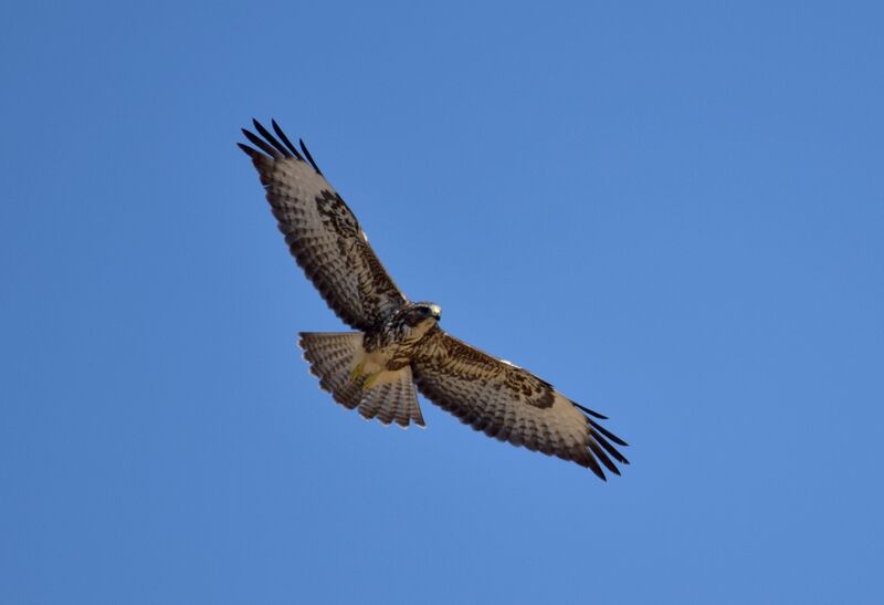 Common Buzzard