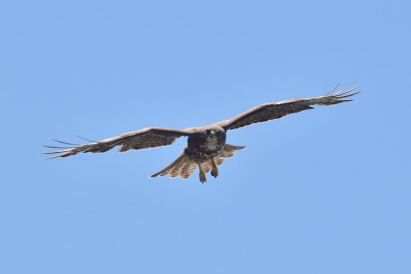 Buse variable