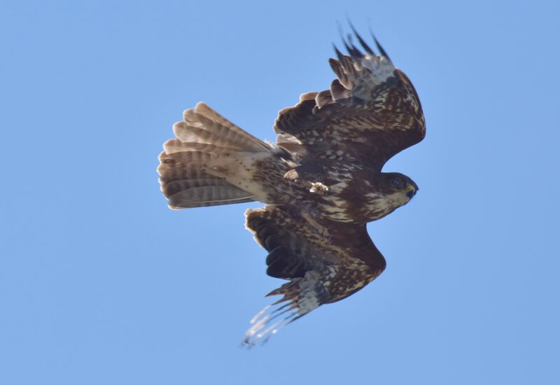 Common Buzzard