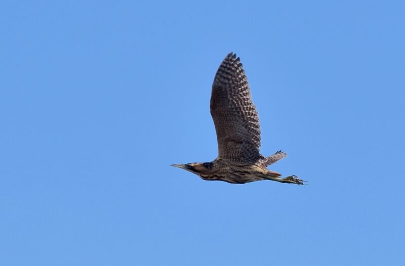 Eurasian Bitternadult post breeding, Flight